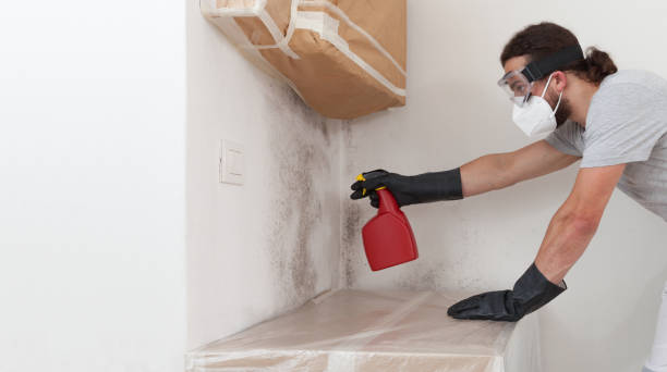 Professional Attic Mold Remediation technician working in Elmira, NY